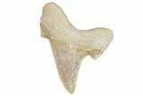 Serrated Sokolovi (Auriculatus) Shark Tooth - Dakhla, Morocco #249690-1